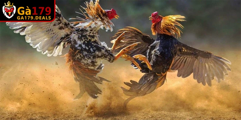 Mọi trang web đá gà chất lượng đều phải sở hữu giấy phép kinh doanh đầy đủ