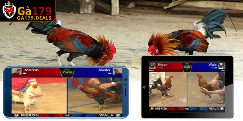 Video đá gà kịch tính với những màn so tài đỉnh cao hàng đầu